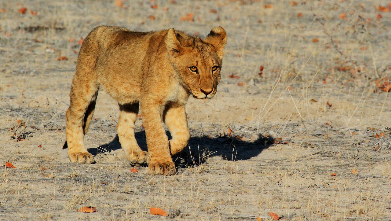 6 day wildlife safari with scenic boat cruise at lake manyara